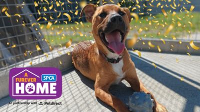 A Furever Home Giving Day: we did it!