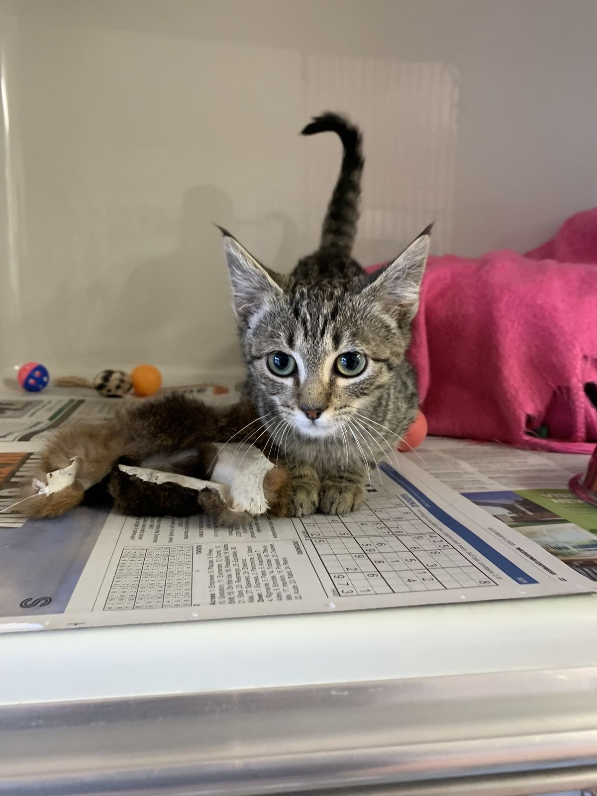 Gallery image: Raggs