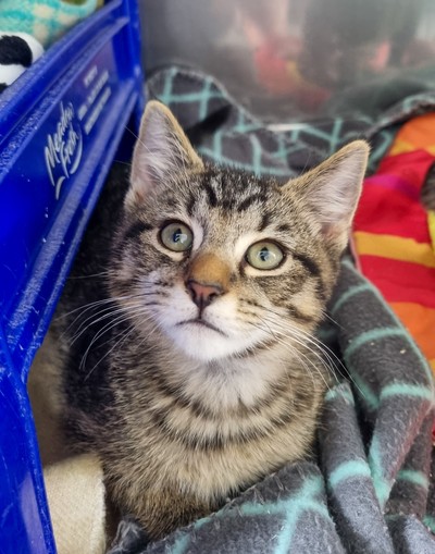 Finn - Domestic Short Hair