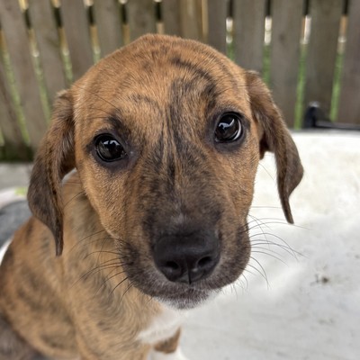 Livvie - Large Cross Breed