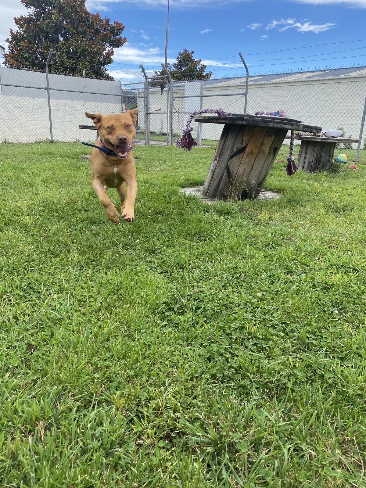 Gallery image: Gunner