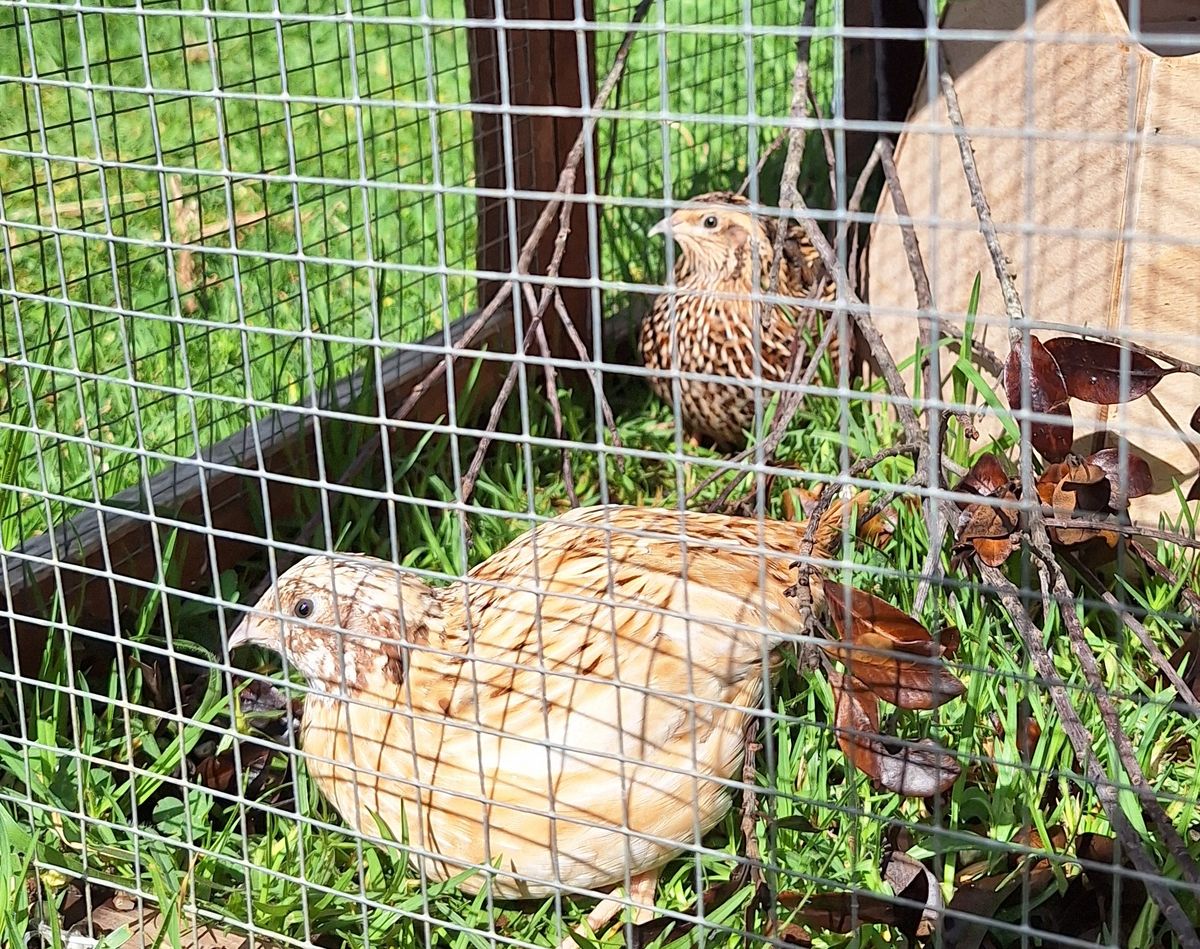 Gallery image: Willow And Friends