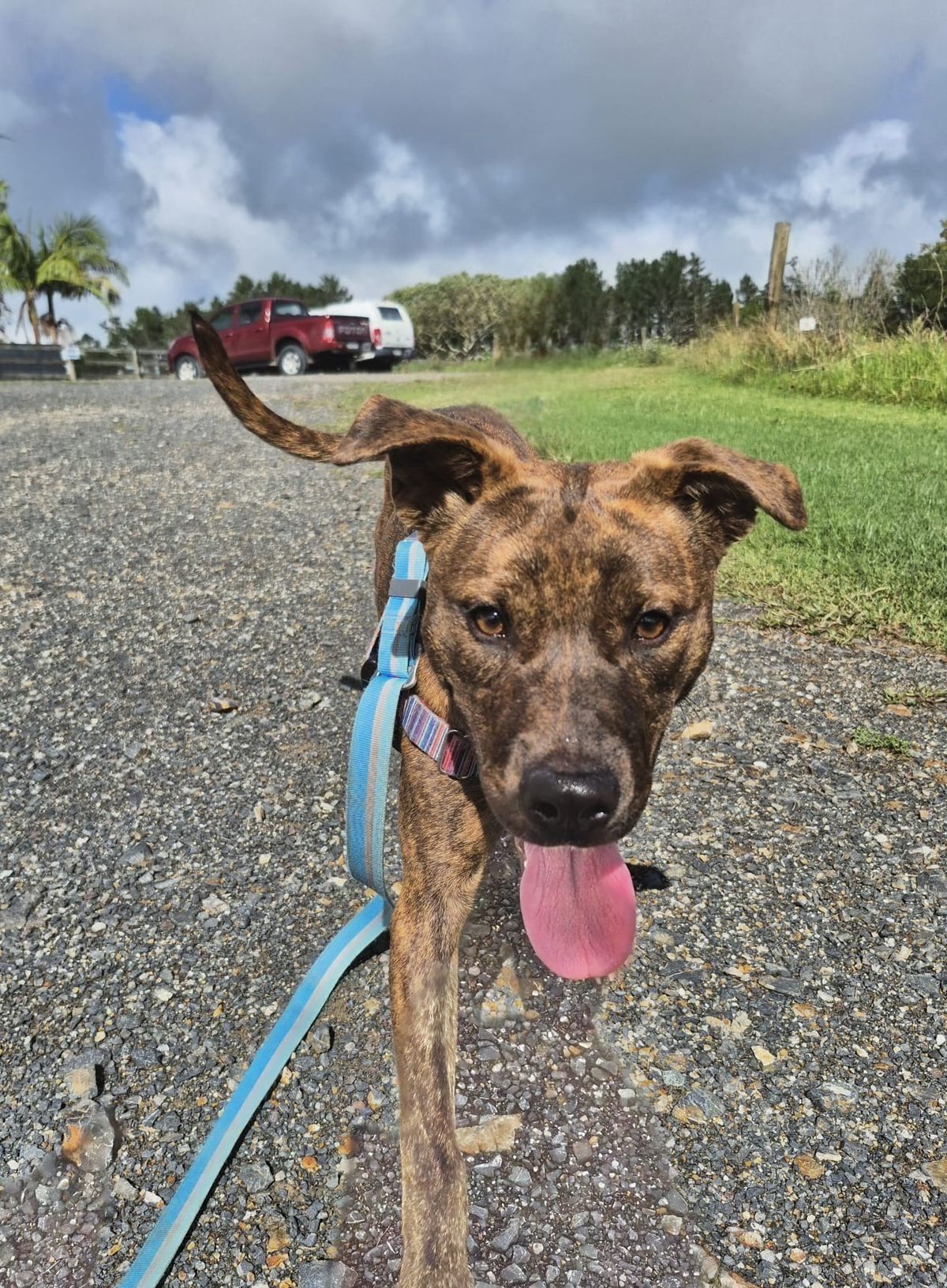 Gallery image: Zelda