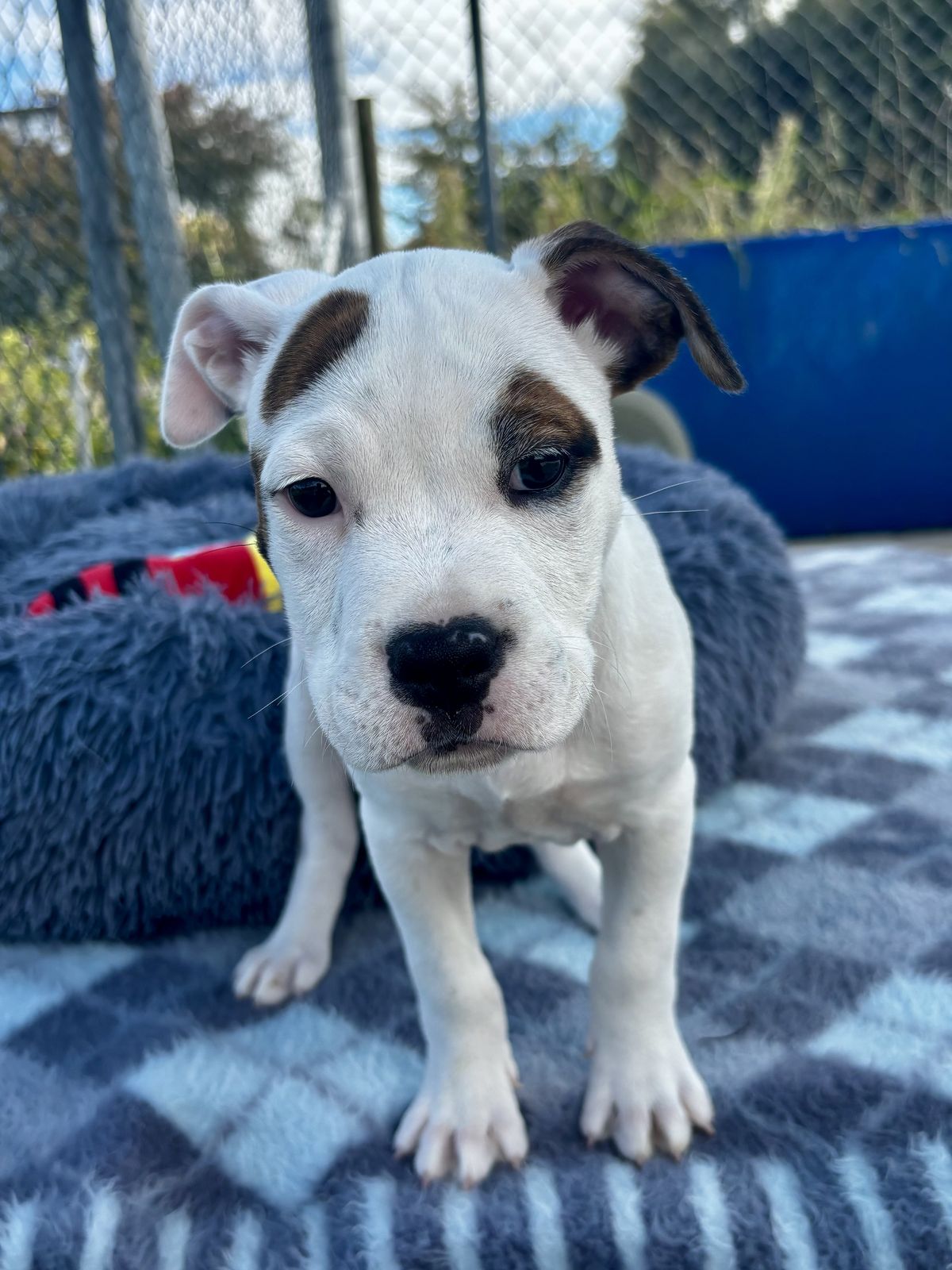 Gallery image: Bailey