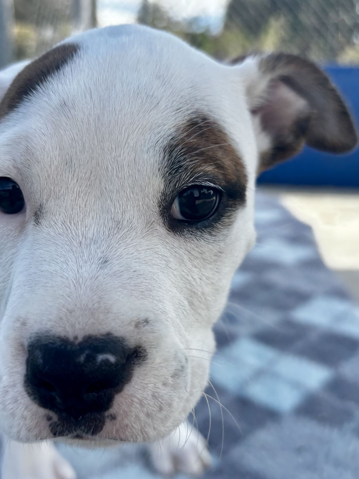 Gallery image: Bailey