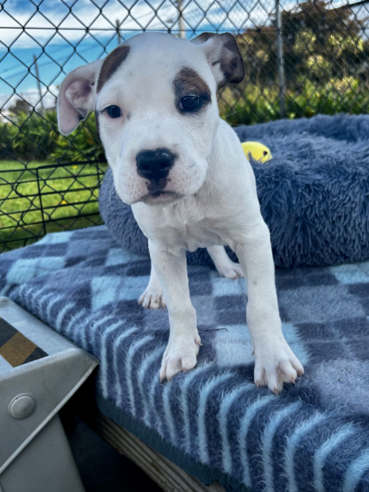 Gallery image: Bailey