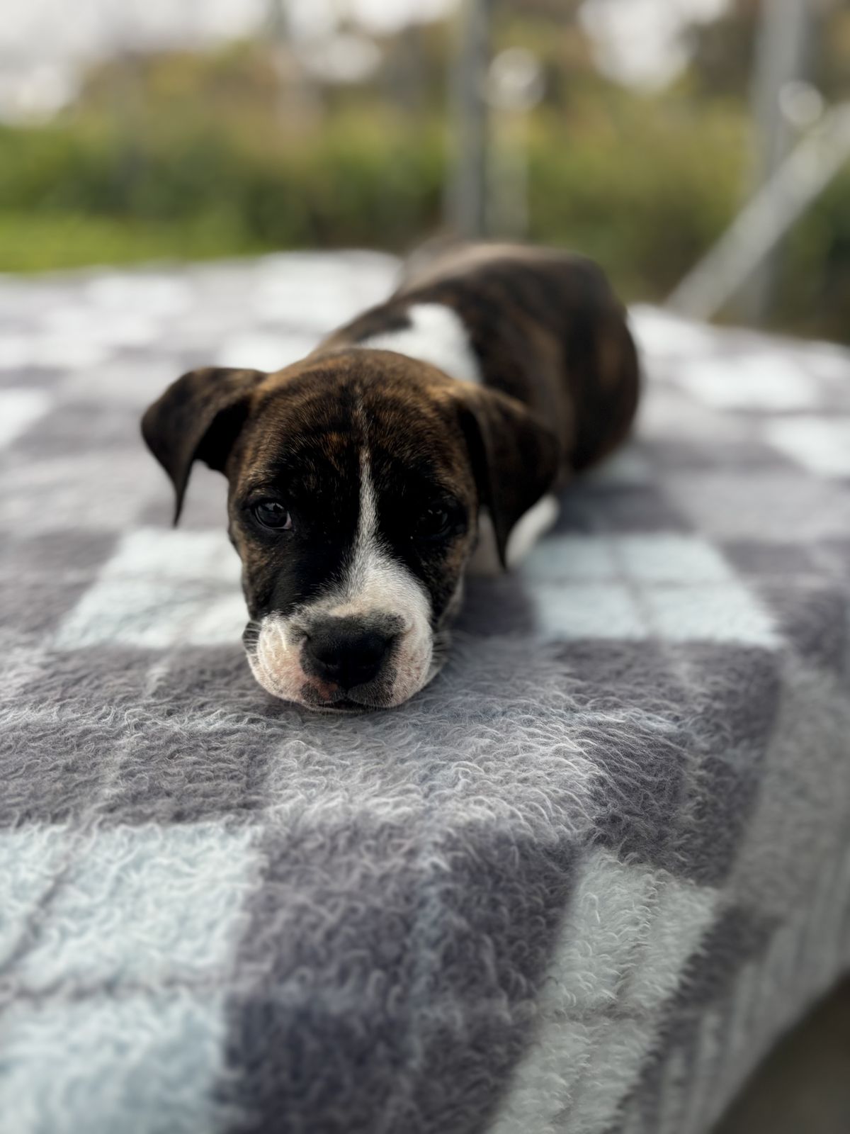 Gallery image: Whisky