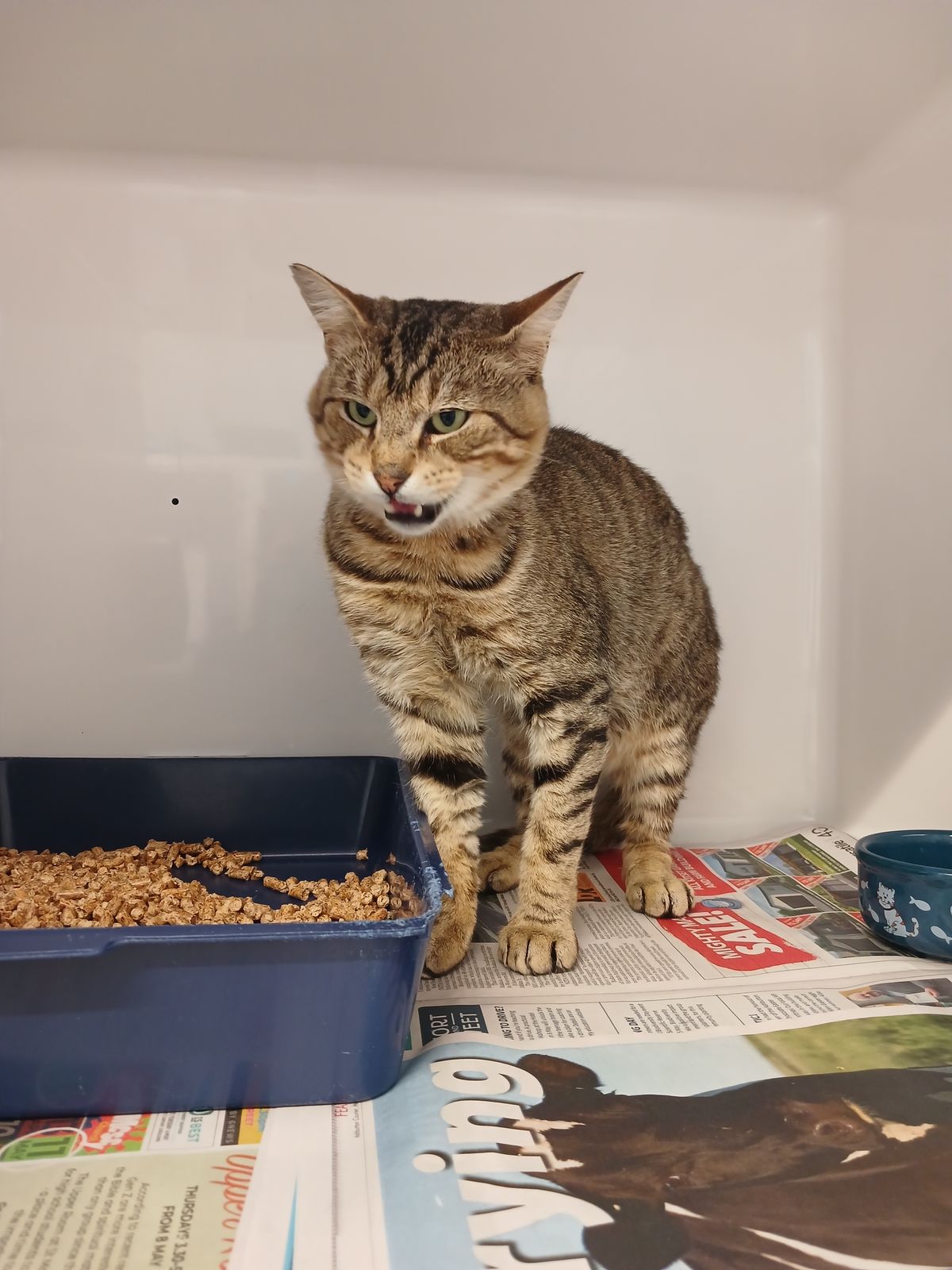 Gallery image: Oscar