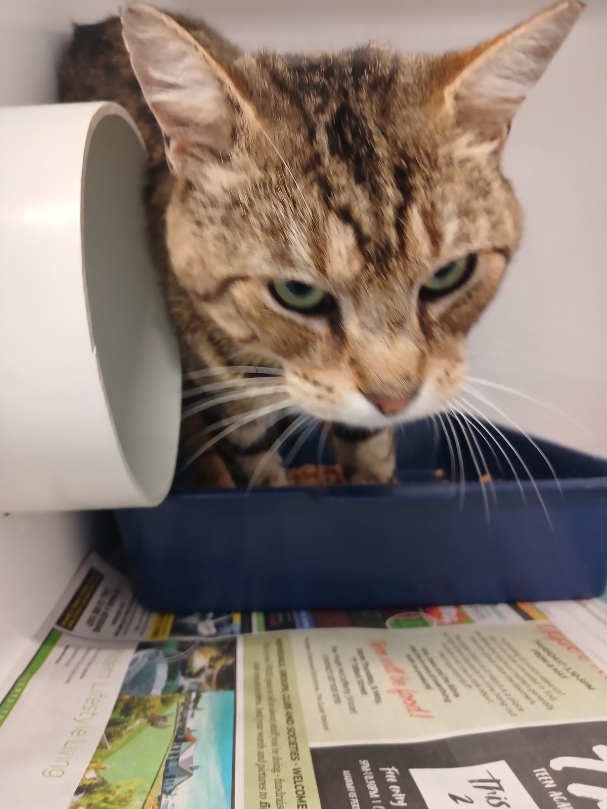 Gallery image: Oscar