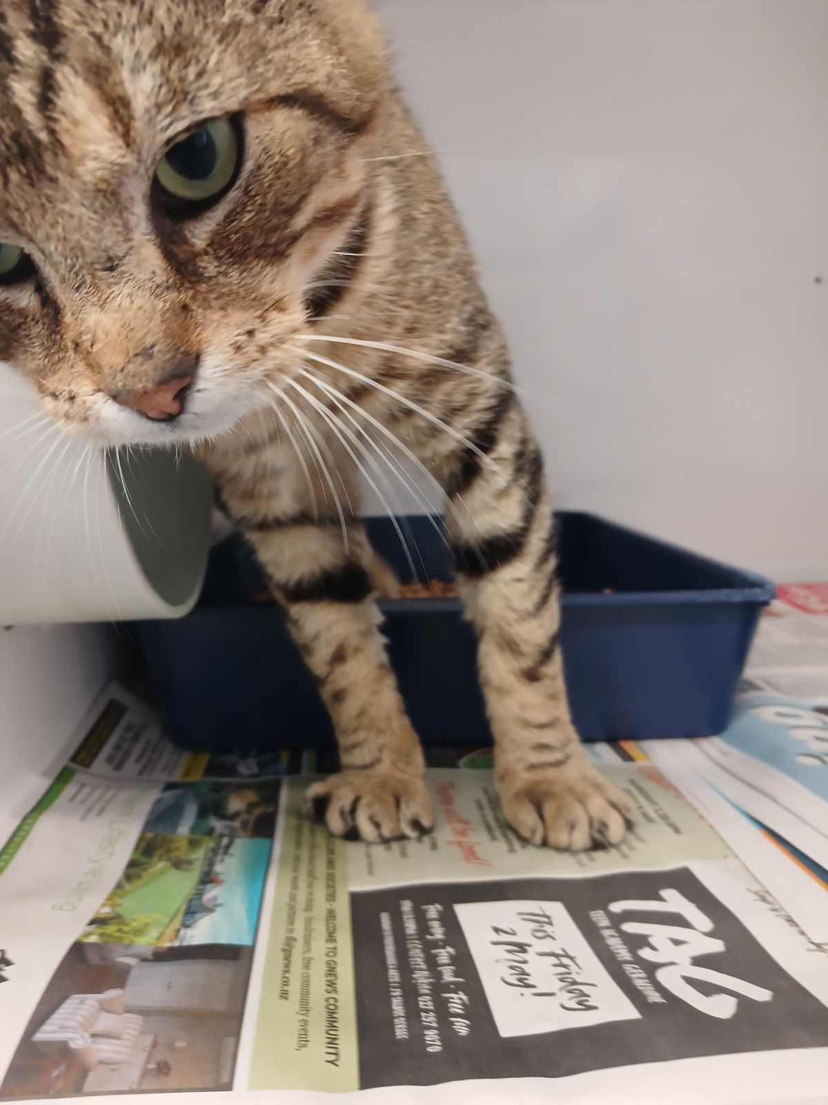 Gallery image: Oscar