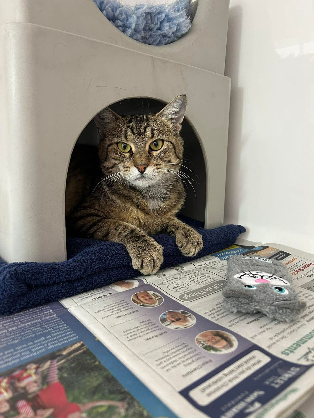 Gallery image: Dahlia