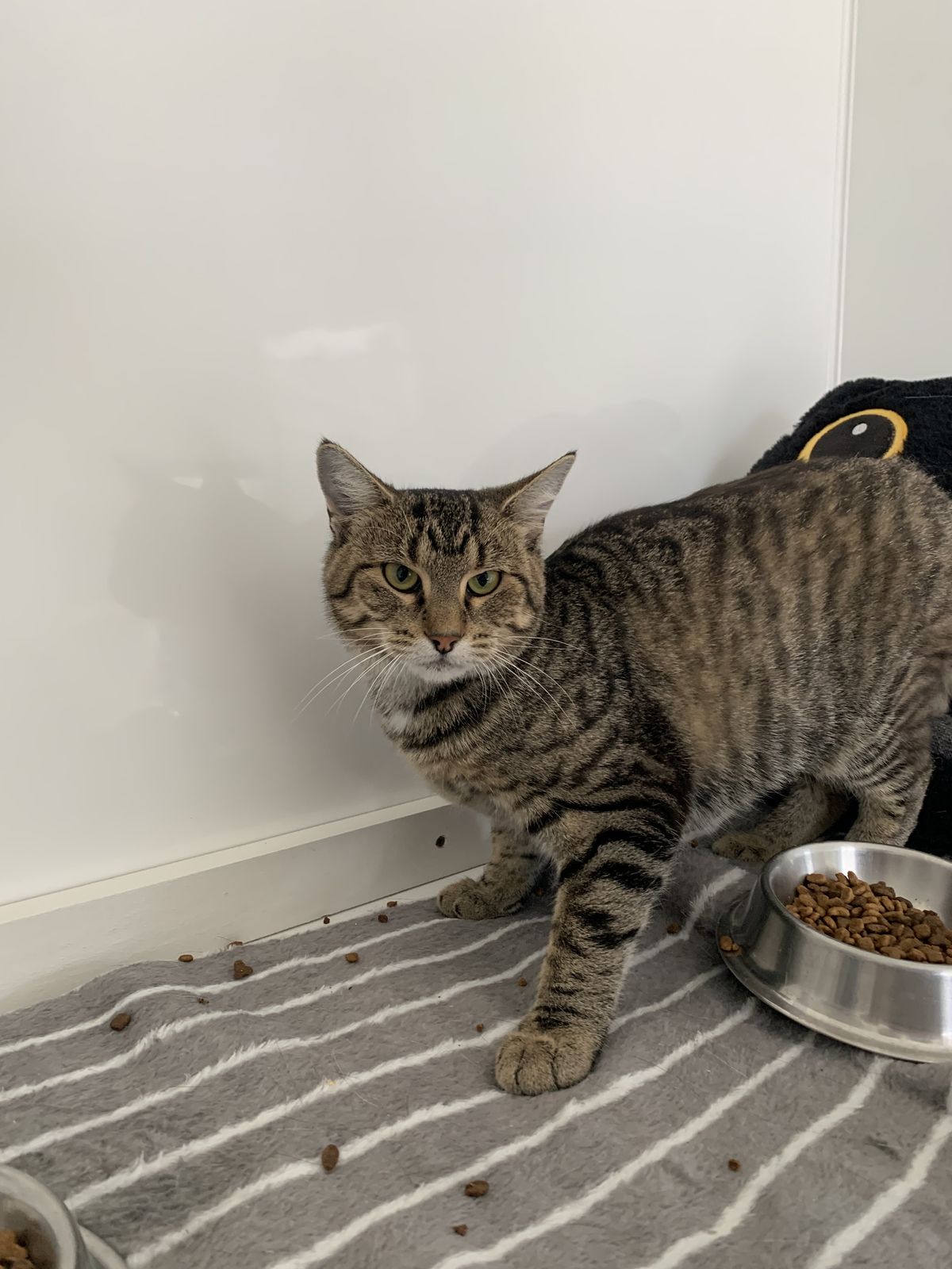 Gallery image: Dahlia