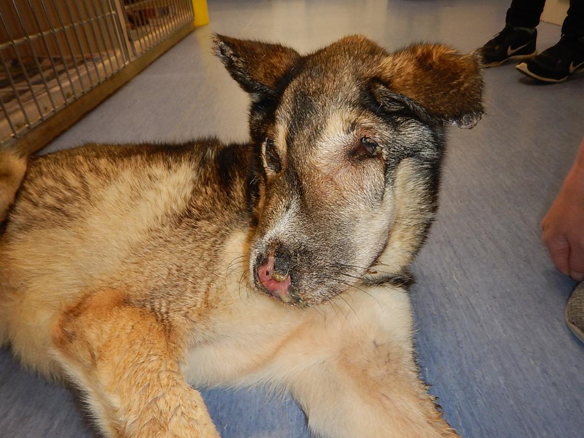 SPCA prosecutes man for failing to provide vet care for his dog with cancer
