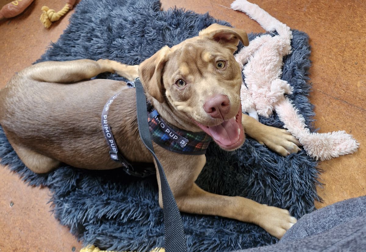 Gallery image: Frodo