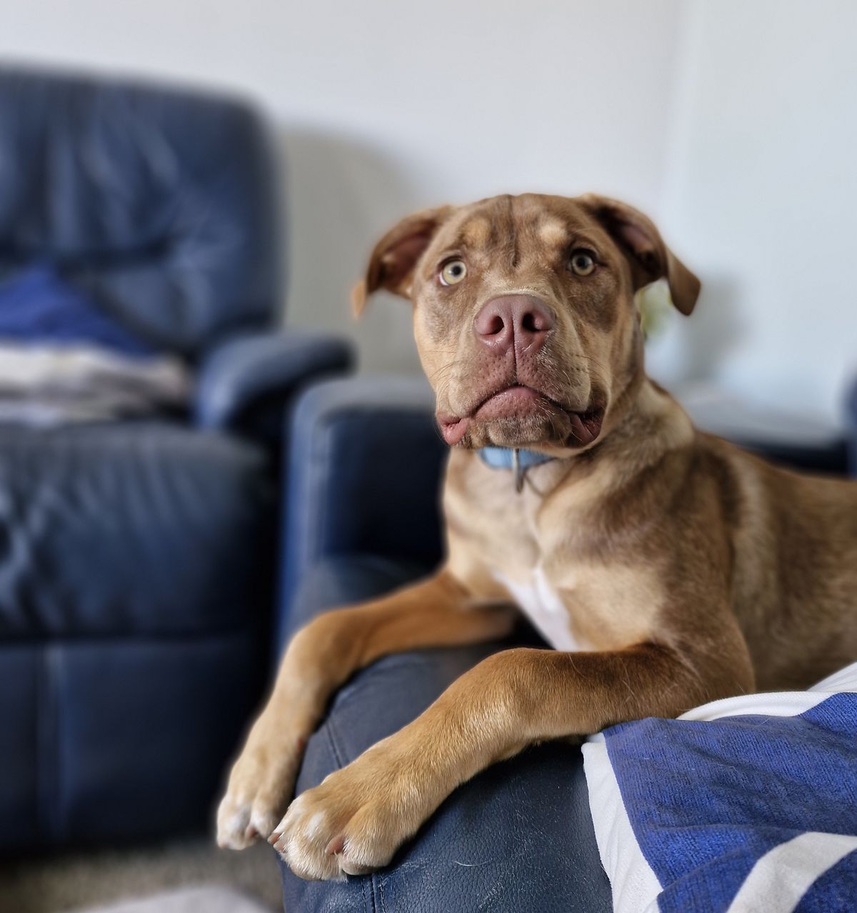 Gallery image: Frodo