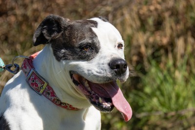 Haiden - American Bulldog