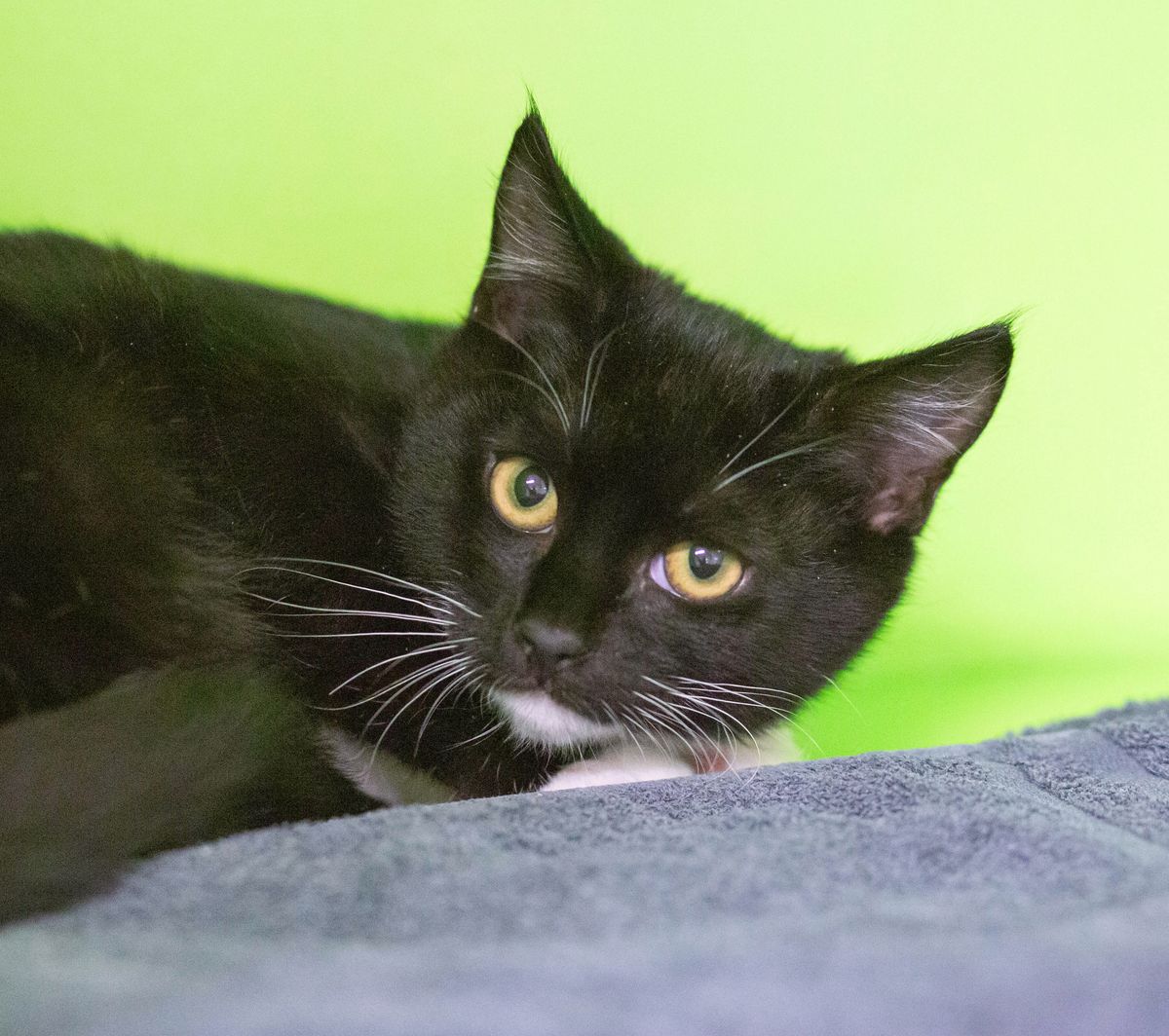 Gallery image: Scout