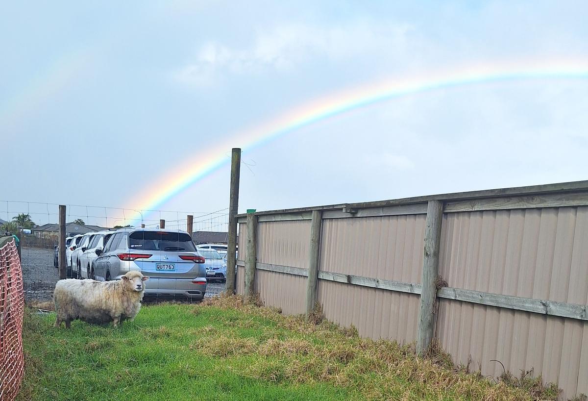 From rescued to rehomed: Jigglypuff and the power of friendship