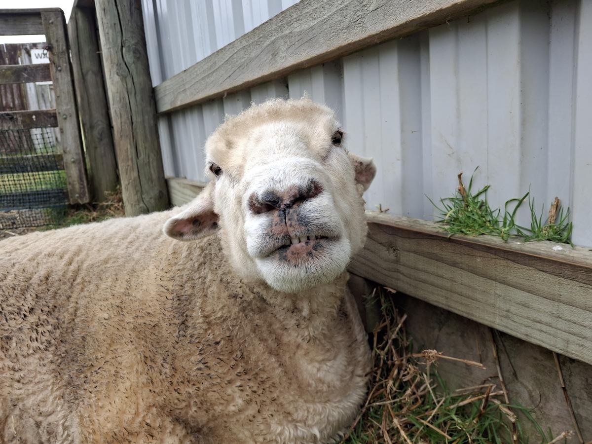 A sheep sits on the ground, her spotted nose turned up at the camera.