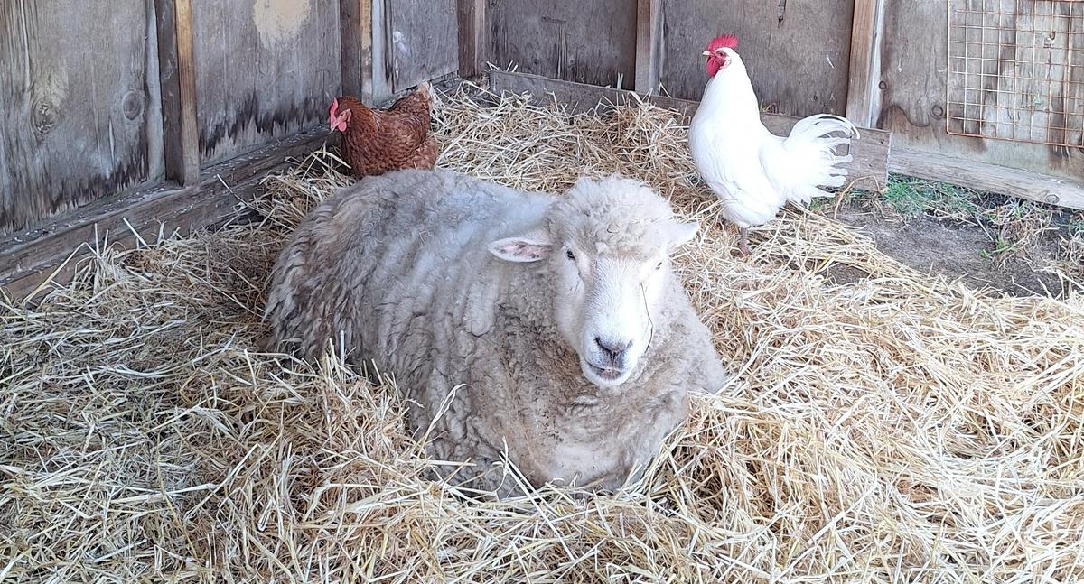 A sheep sits in a bed of straw with two chickens.