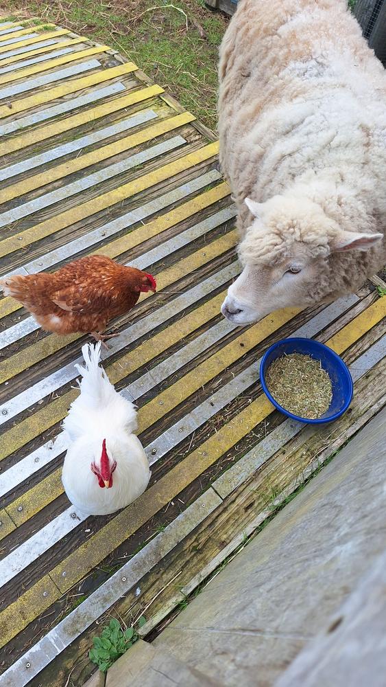 A sheep and two chickens hang out together.