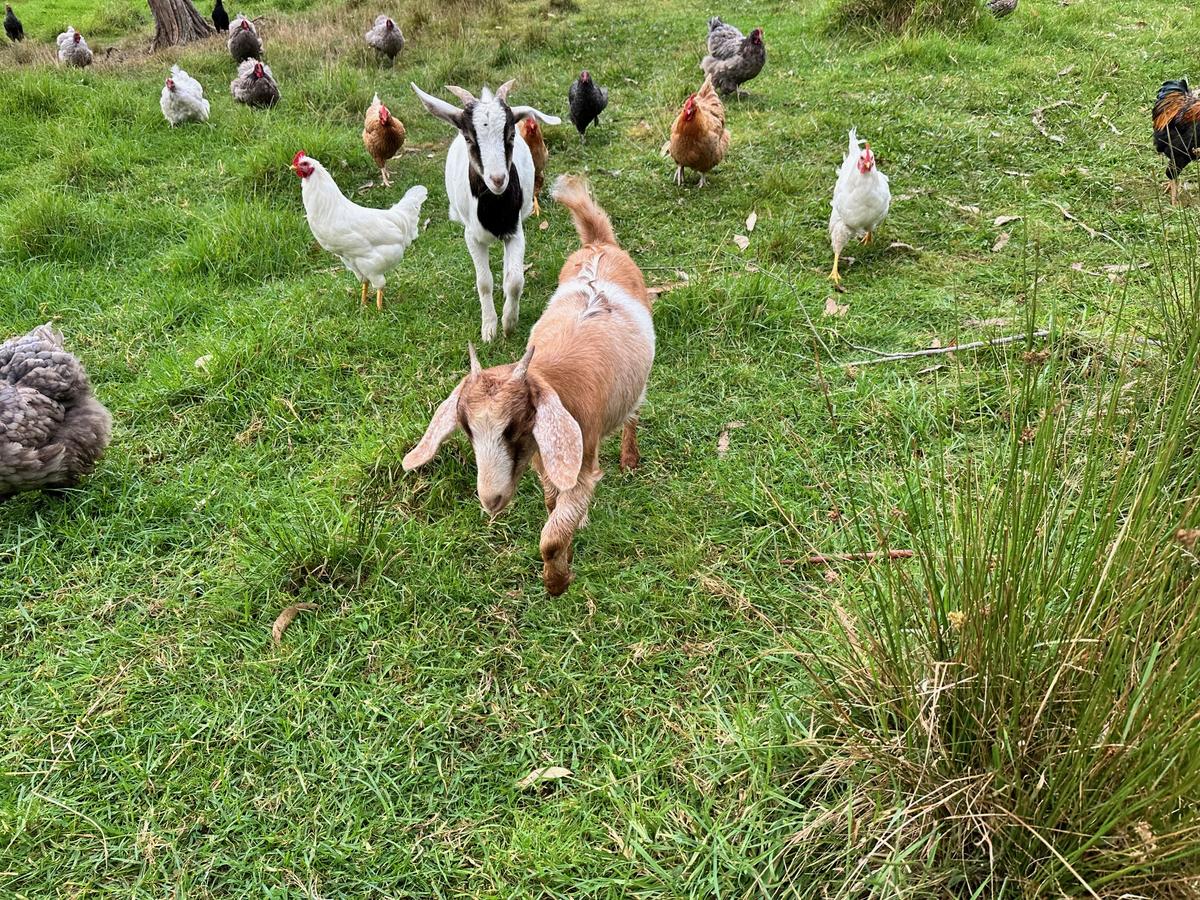Two goats and many chickens run through a grassy paddock.