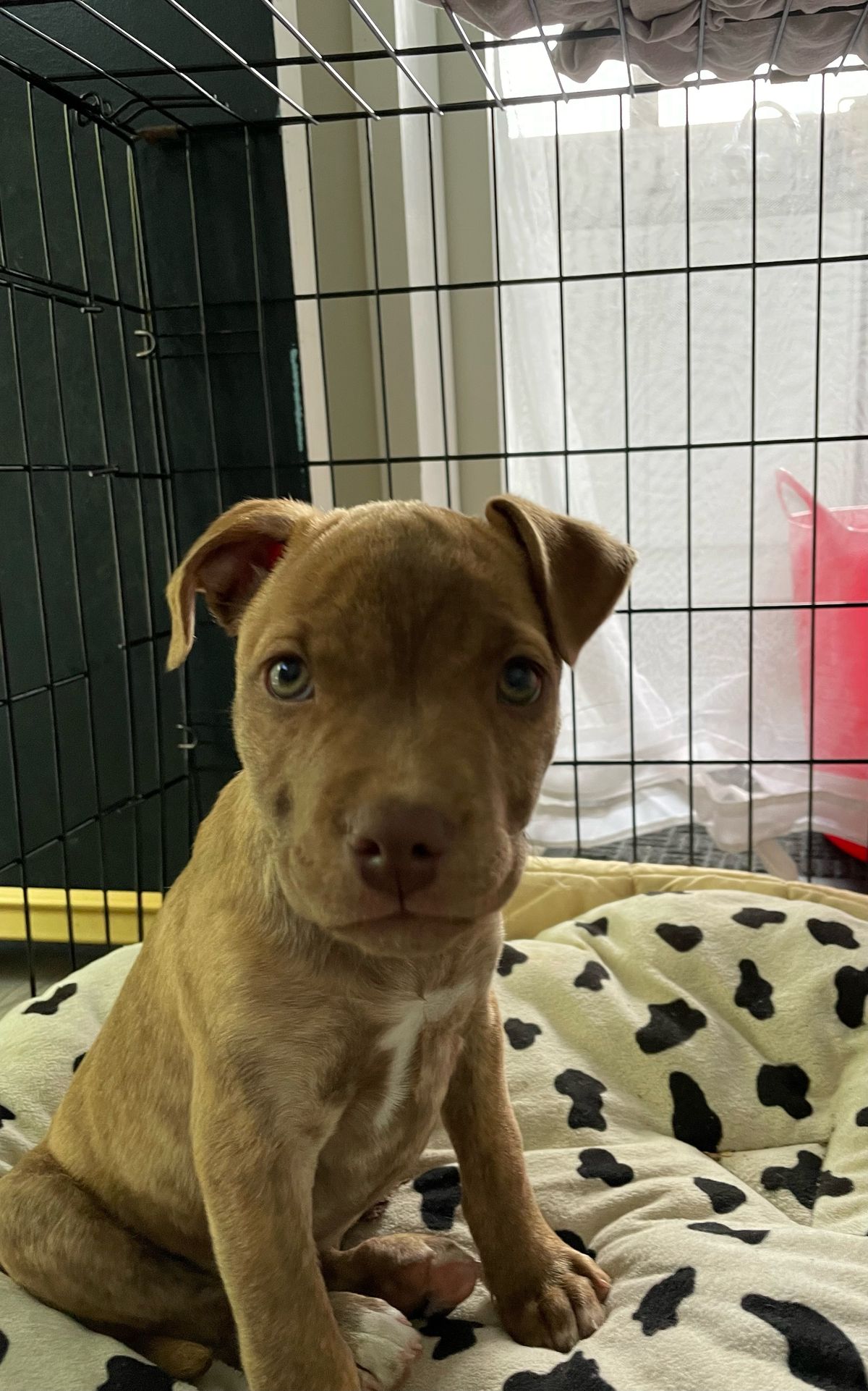 Gallery image: Sparrow 