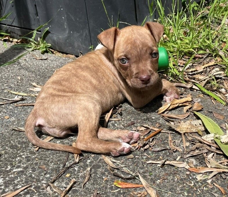 Gallery image: Sparrow 