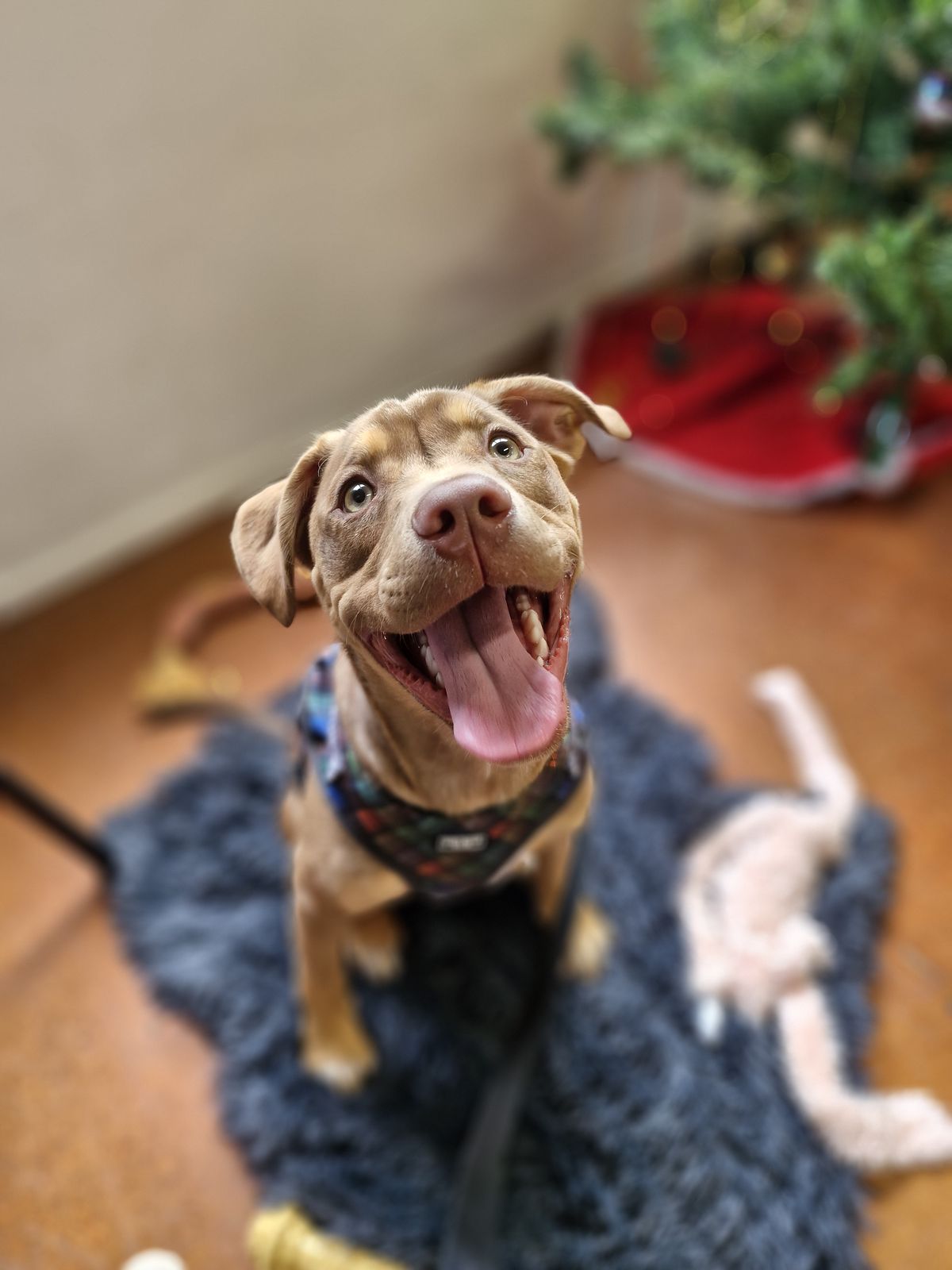 Gallery image: Frodo