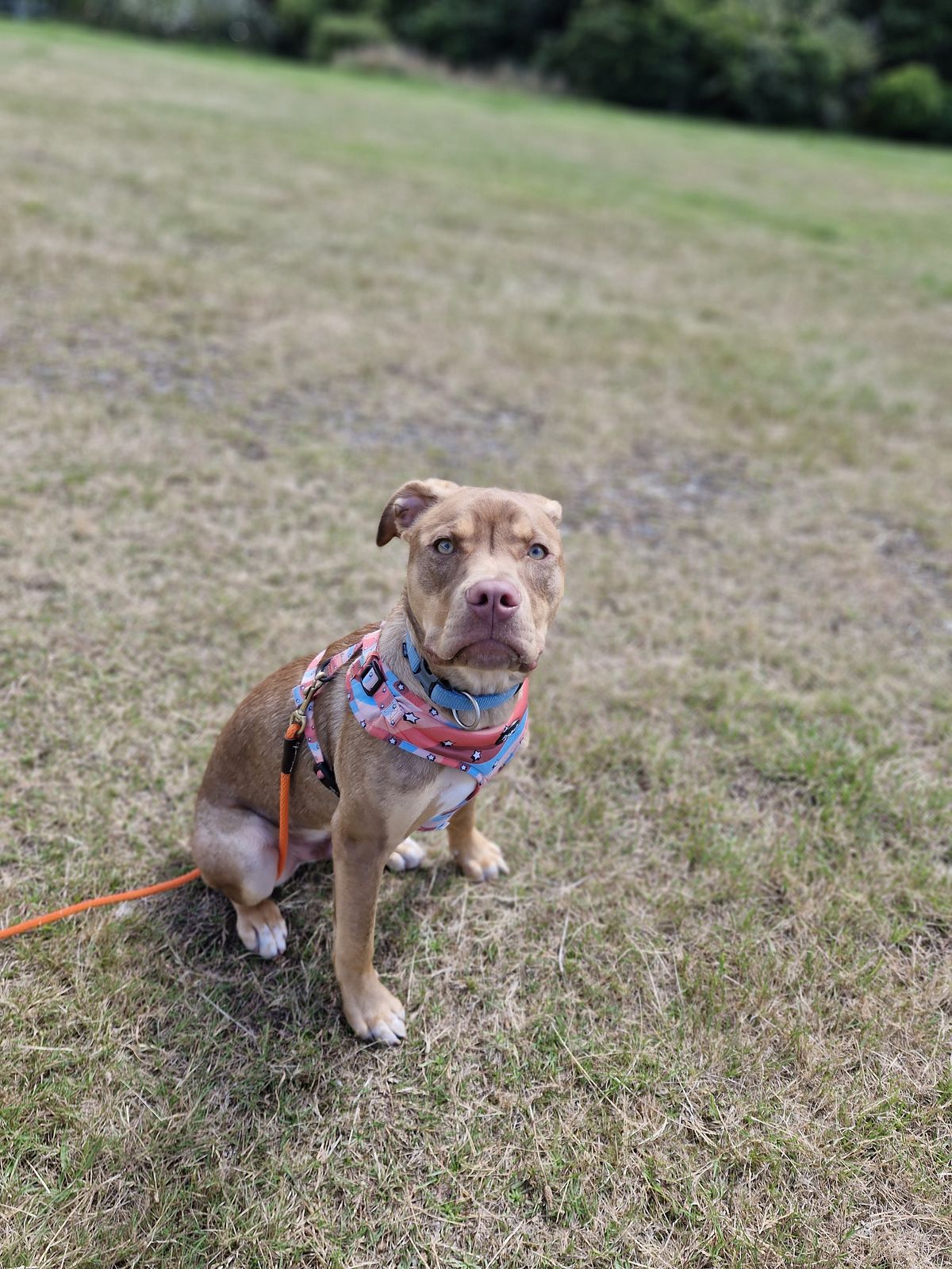 Gallery image: Frodo