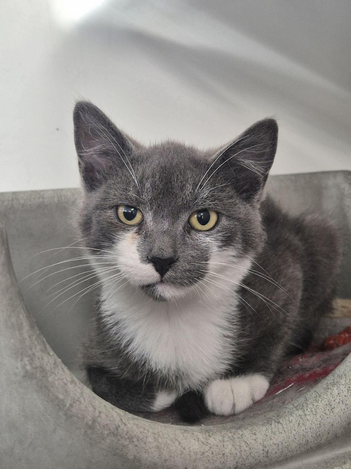 Gallery image: Maxwell