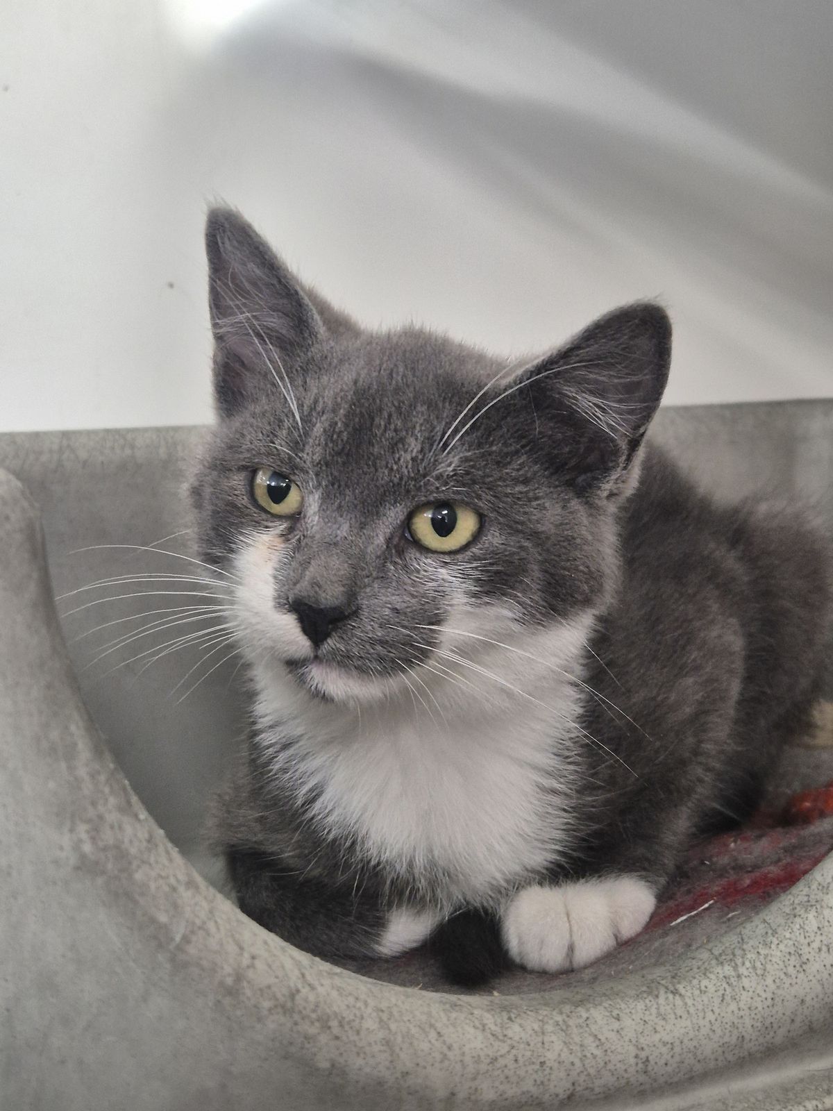 Gallery image: Maxwell