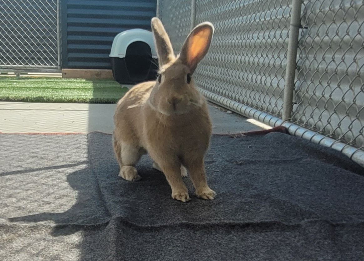 Gallery image: Ribena