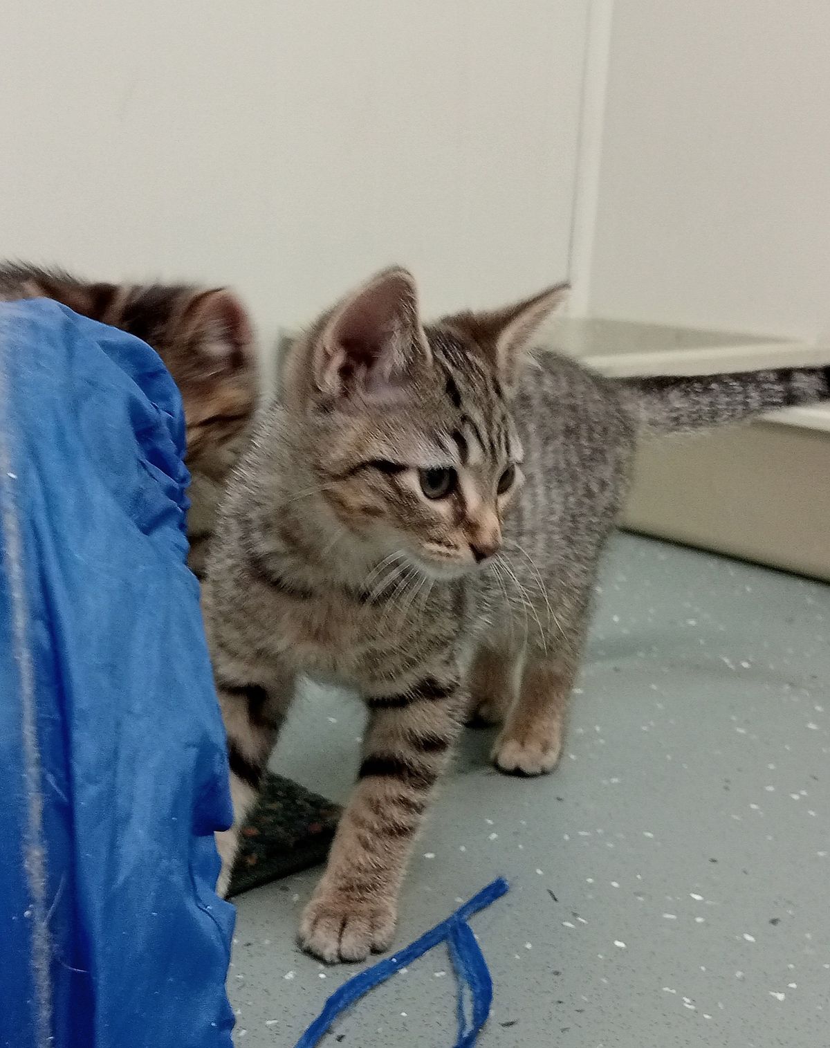 Gallery image: Flint