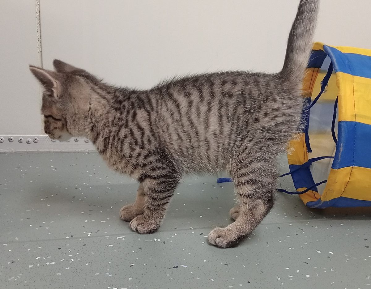 Gallery image: Flint