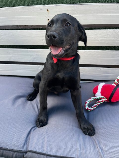 Gallery image: Vadar