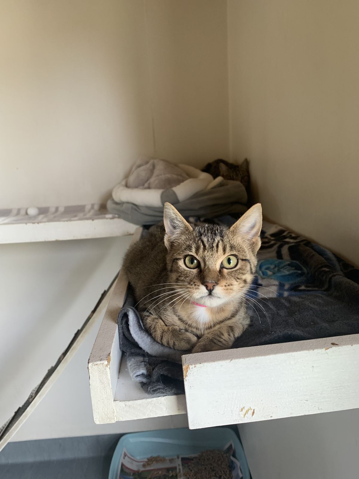 Gallery image: Pepper Potts