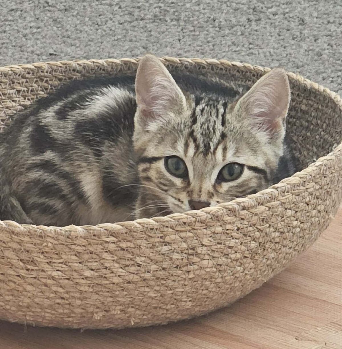 Gallery image: Coco Bean