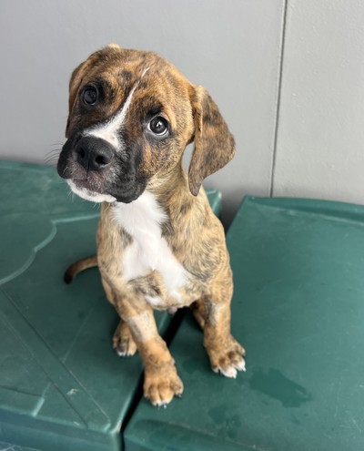 Cedar - Medium Cross Breed