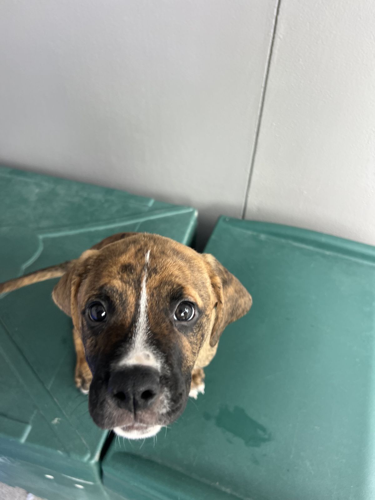 Gallery image: Cedar