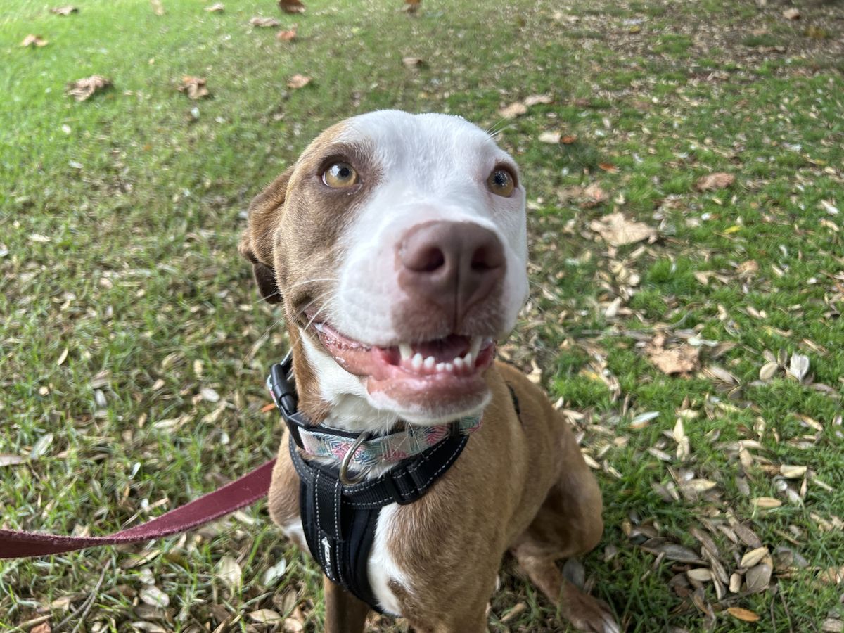 Gallery image: Princess Peach