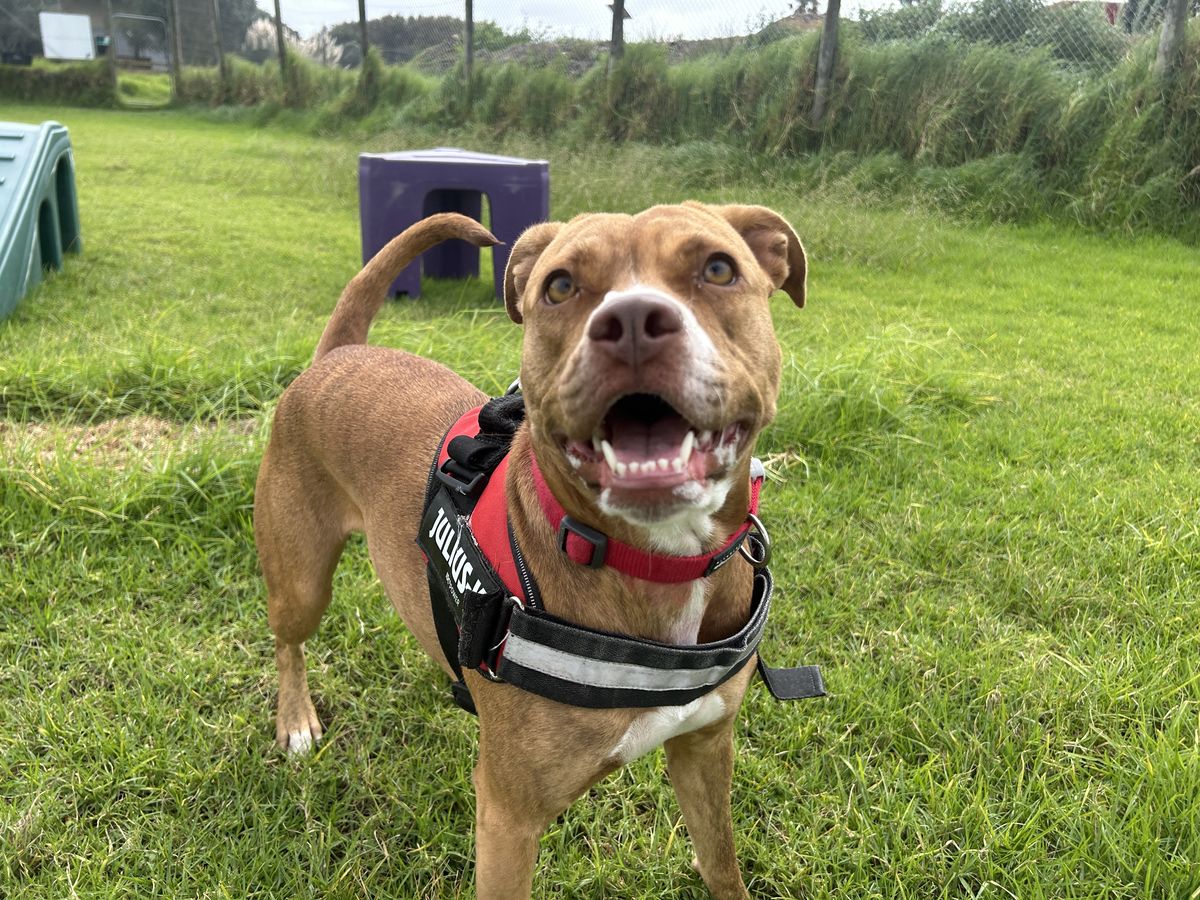 Gallery image: Annie