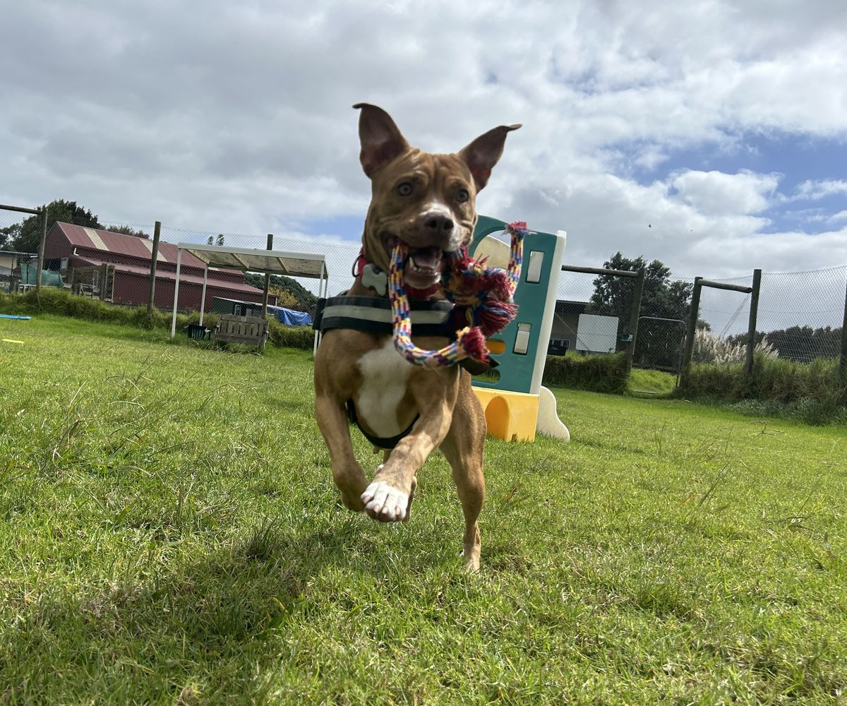 Gallery image: Annie