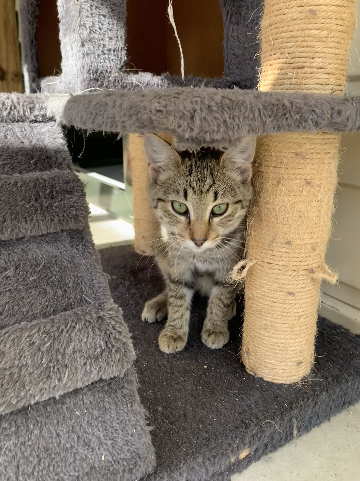 Gallery image: Rosalina