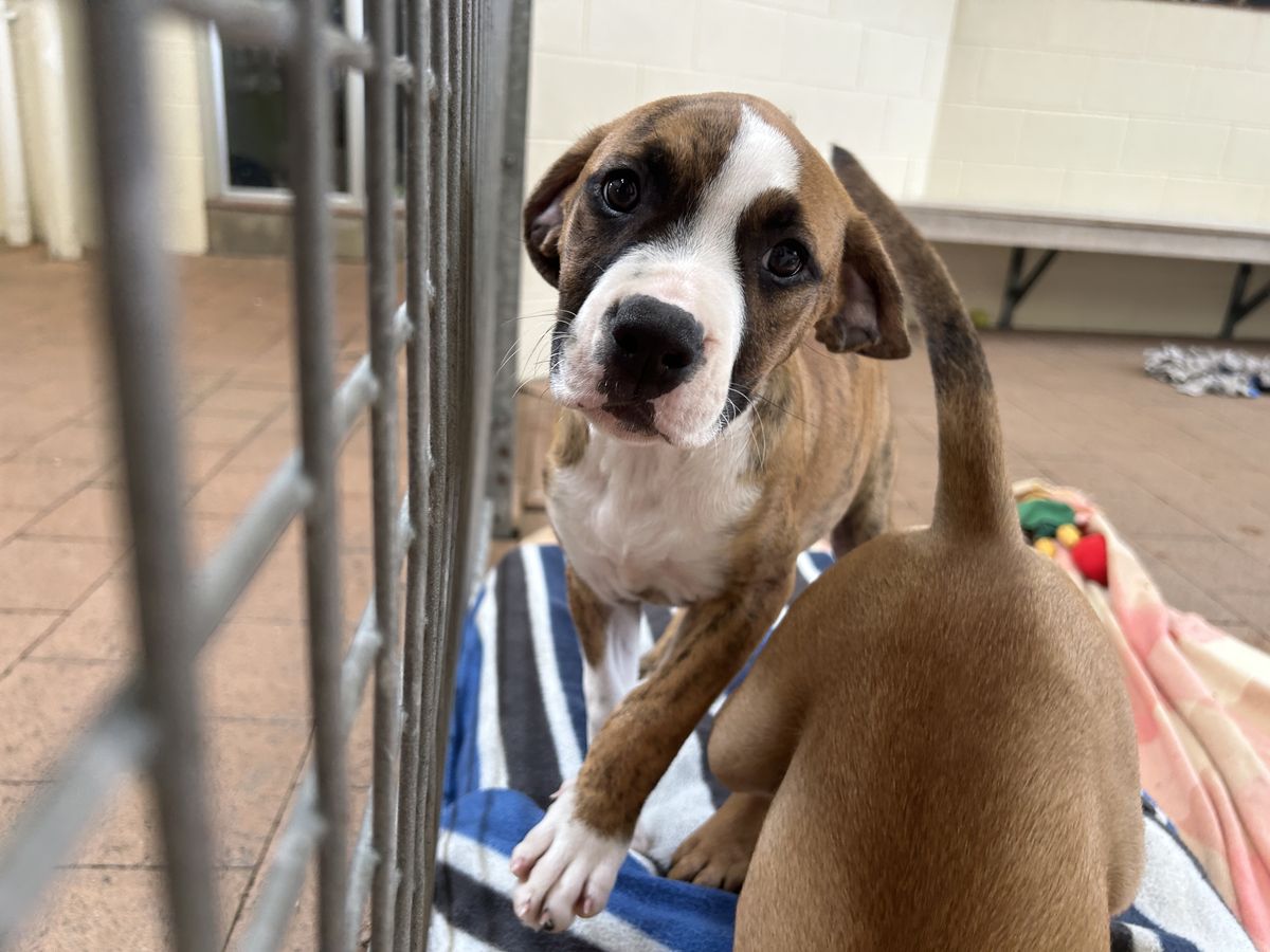 Gallery image: Clover