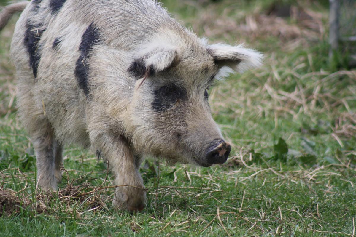 Shining a light on our farmyard friends