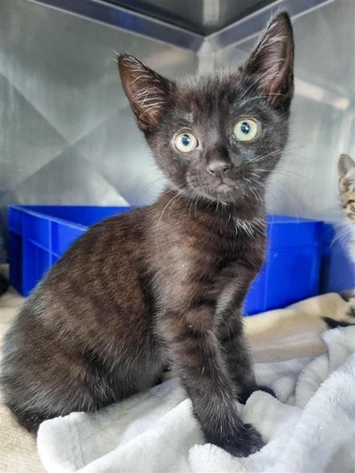 Tim - Domestic Short Hair