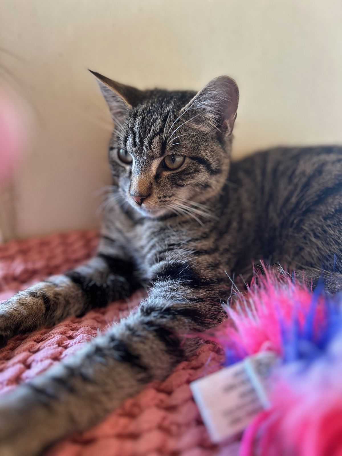 Gallery image: Walnut