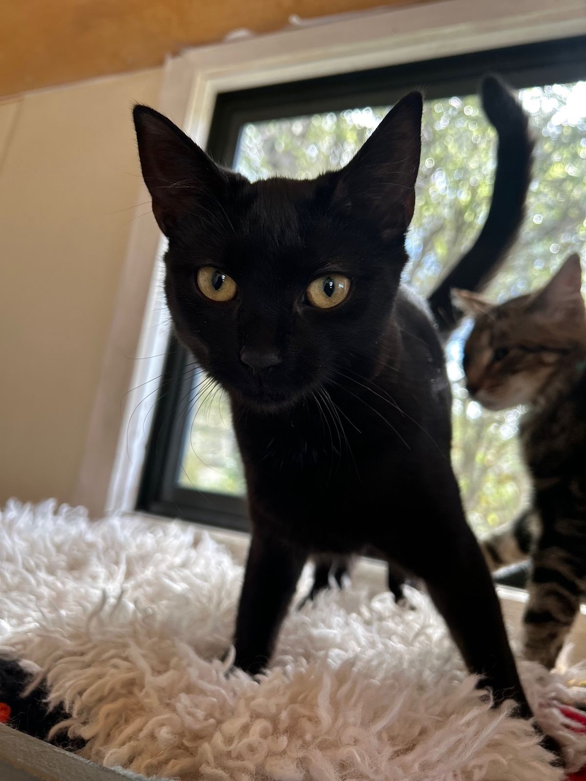 Gallery image: Waffles