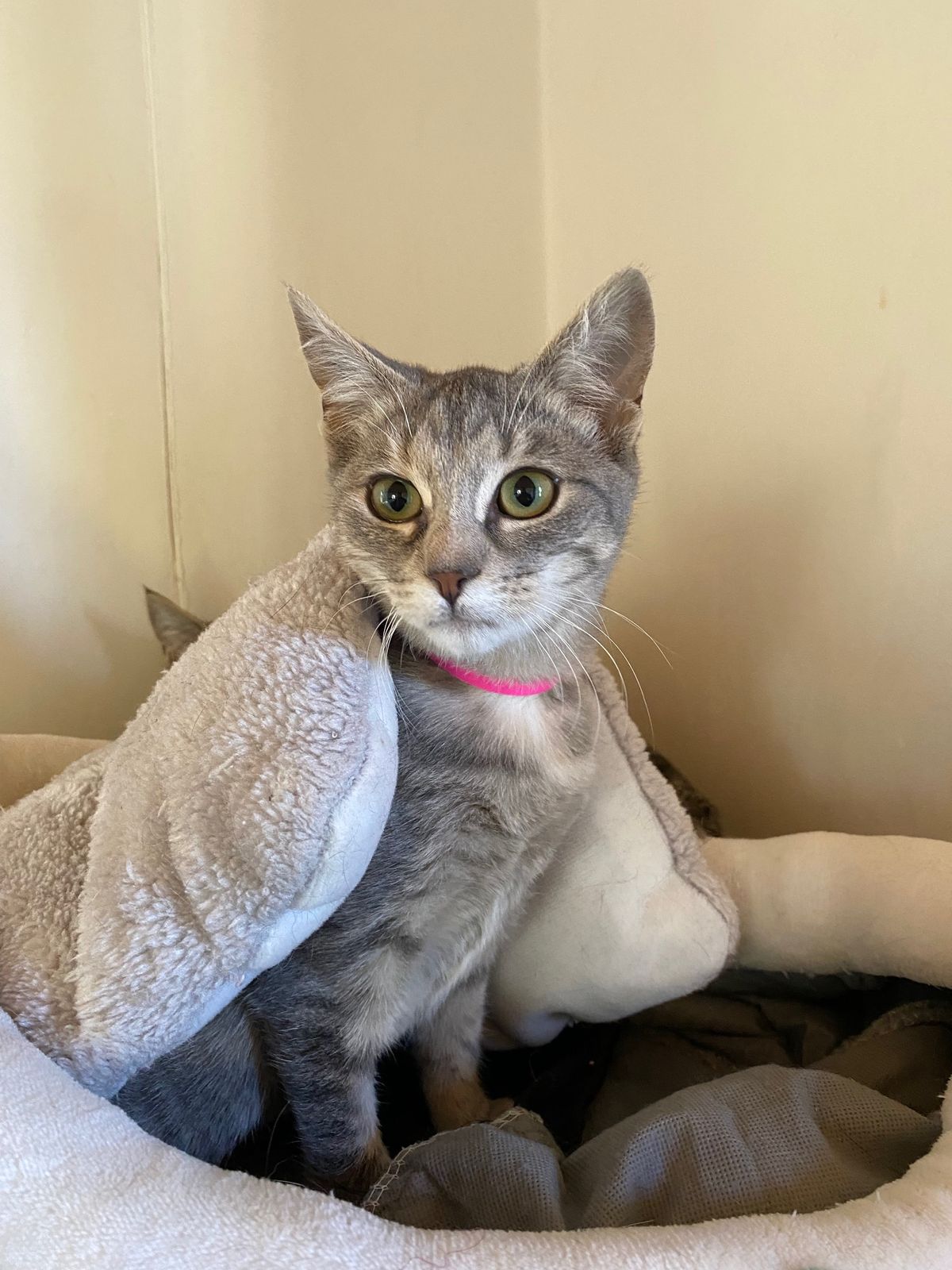 Gallery image: Royal